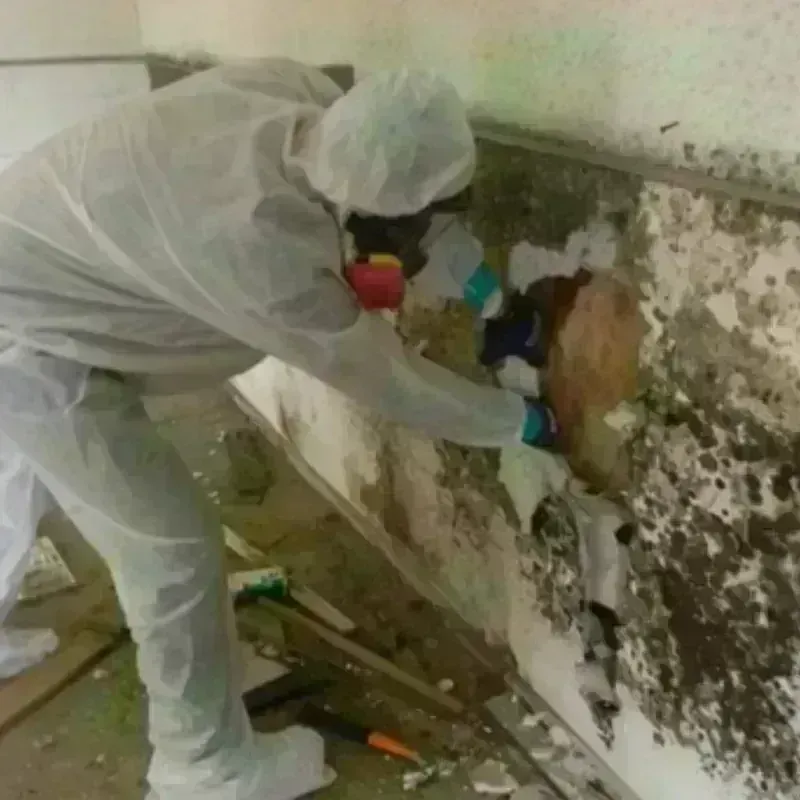 Mold Remediation and Removal in Lincoln Park, IL